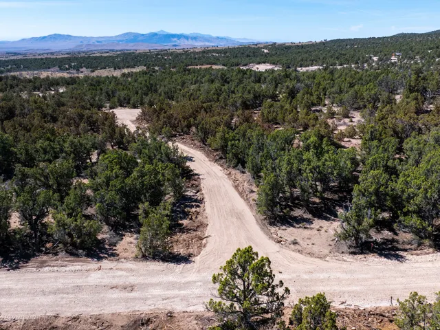 Expansive undeveloped land with abundant mature trees and a visible dirt road
