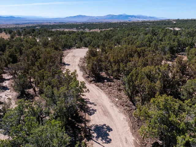 Expansive undeveloped land featuring mature trees and a winding dirt road