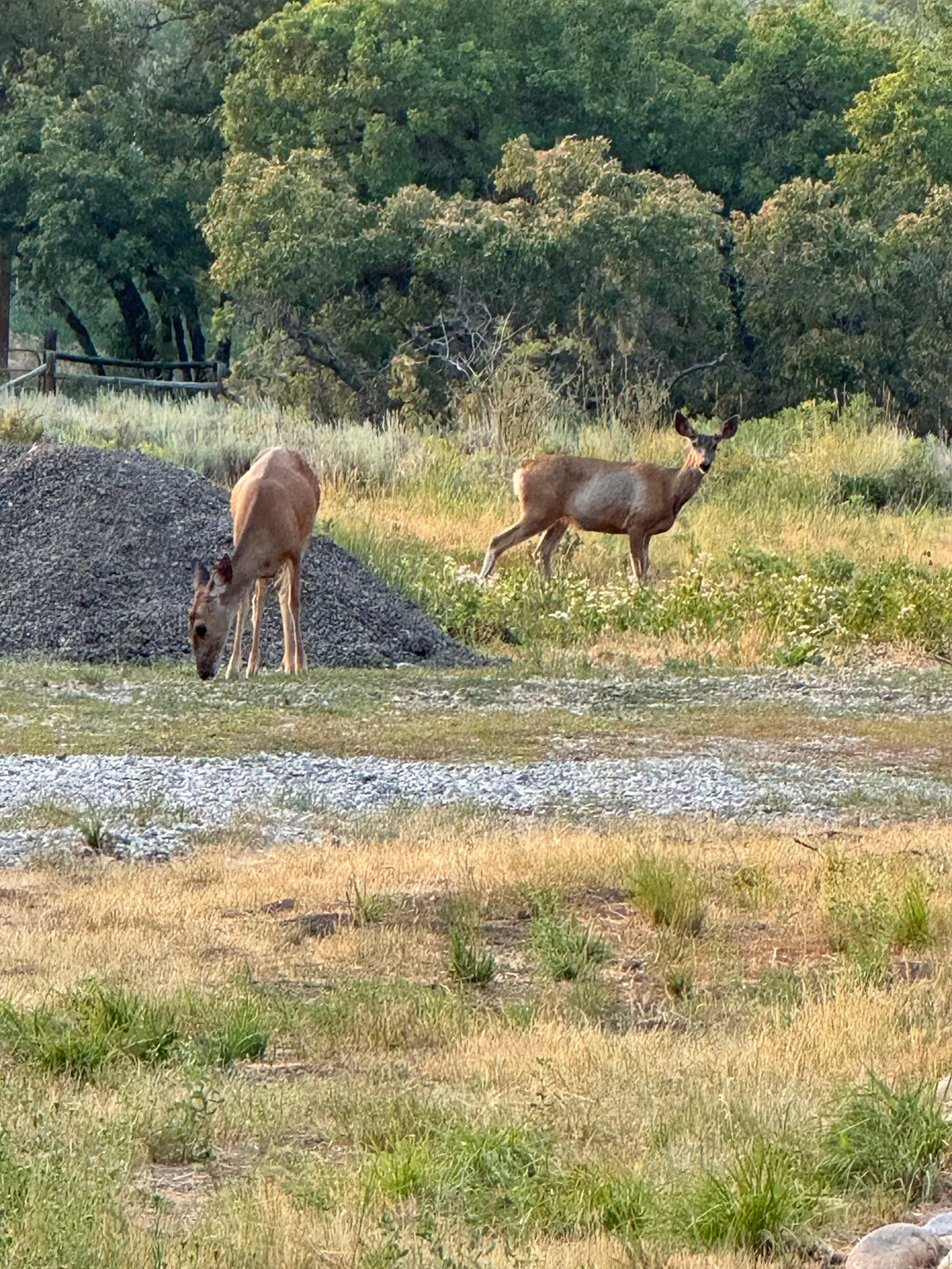 Wildlife Viewing
