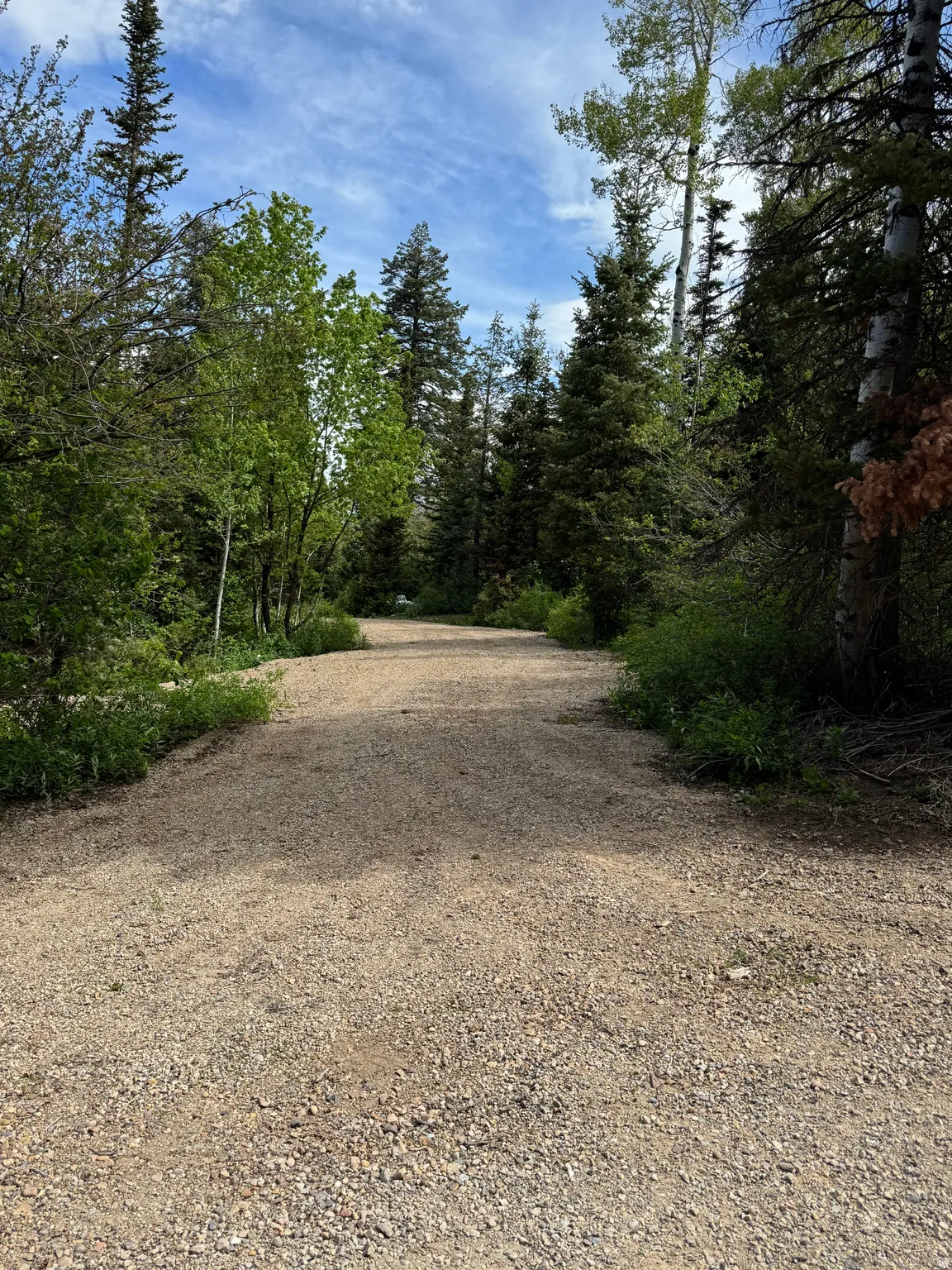 Gravel driveway surrounded by mature evergreen and deciduous trees