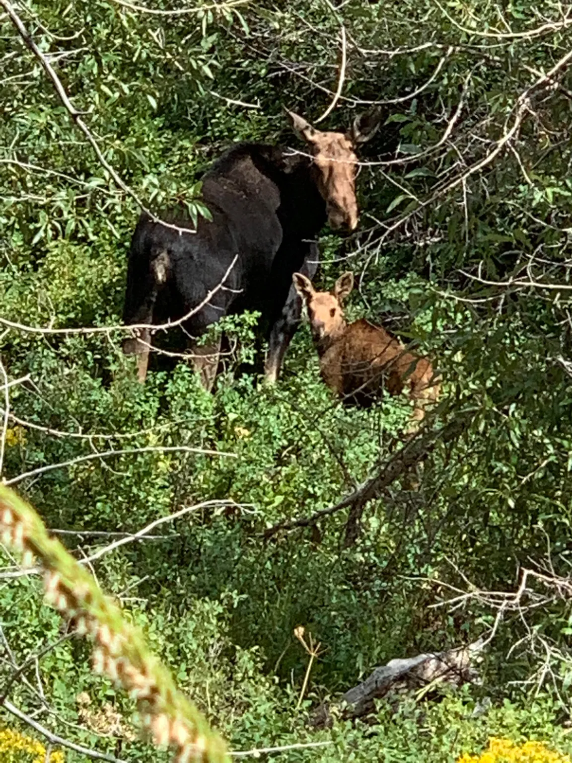 Wildlife Viewing