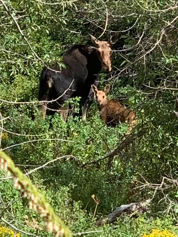 Wildlife Viewing