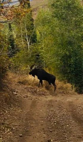 Wildlife Viewing