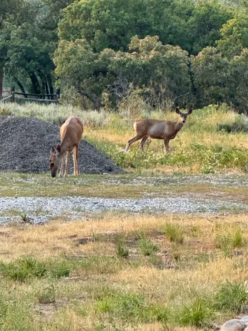 Wildlife Viewing