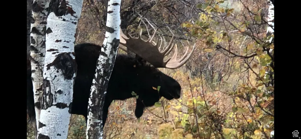 28 Moose Horn Rd, Coalville, Utah 84017