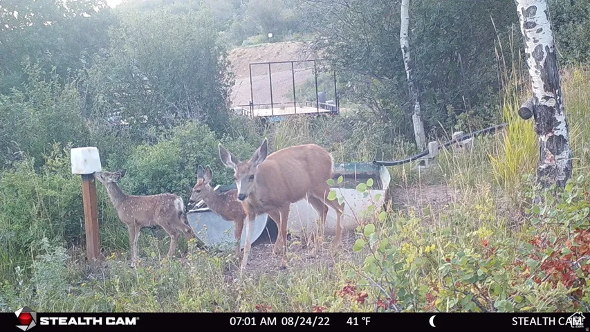 28 Moose Horn Rd, Coalville, Utah 84017