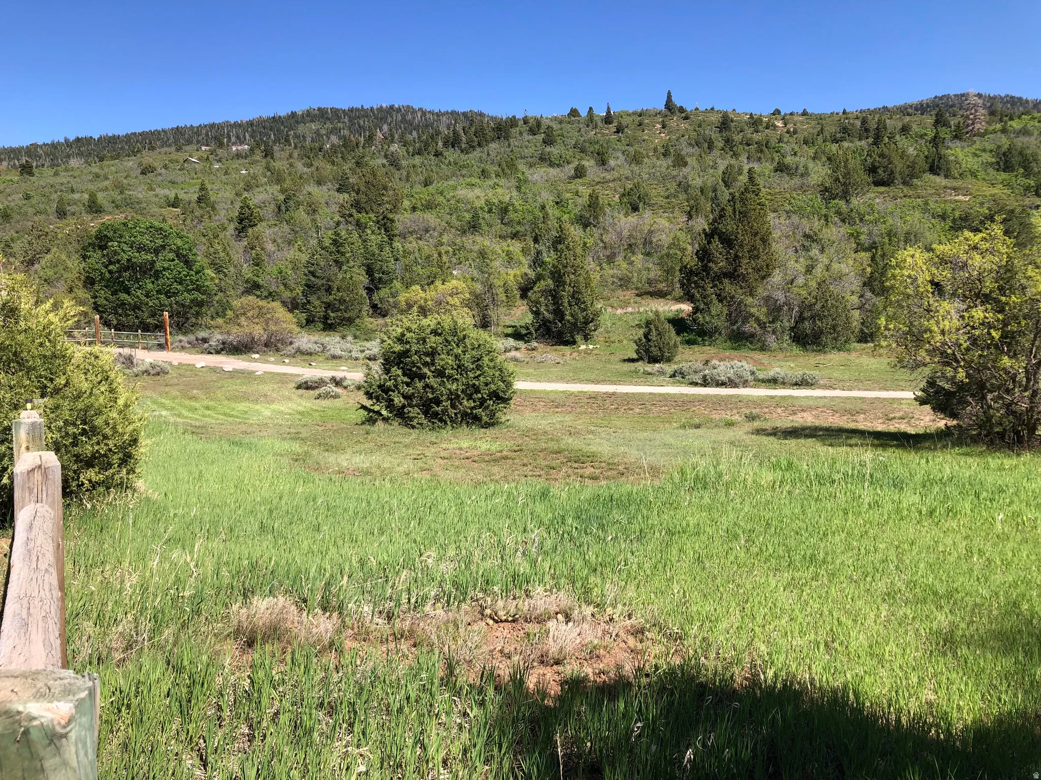 Mountain view with a forest