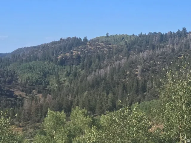 View of mountain backdrop featuring a forest