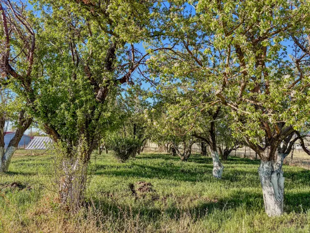View of fruit orchard