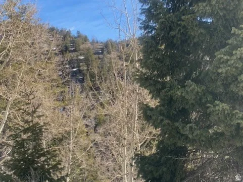 View of wooded area