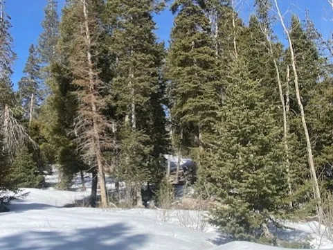 View of snowy yard