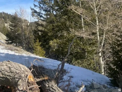 View of local wilderness