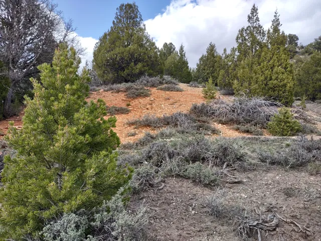 View of nature