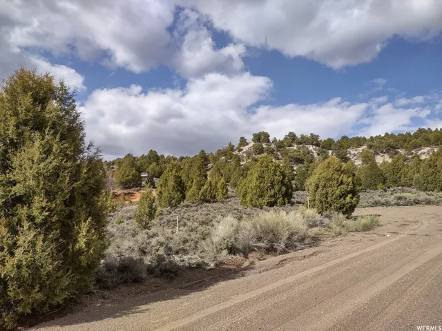View of local wilderness
