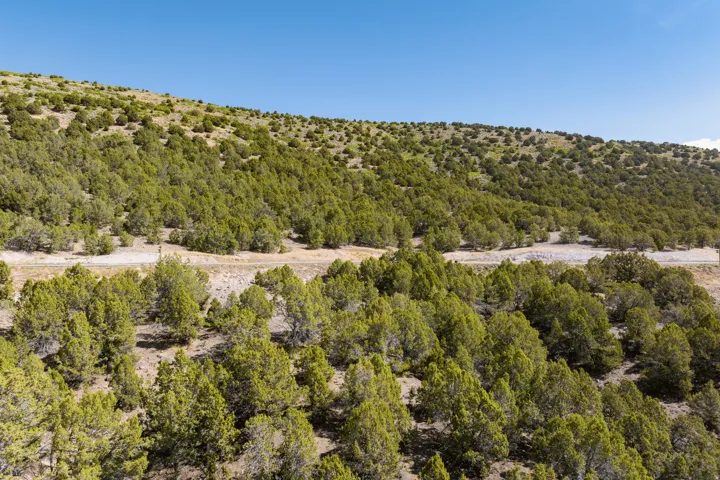 Aerial view of a forest