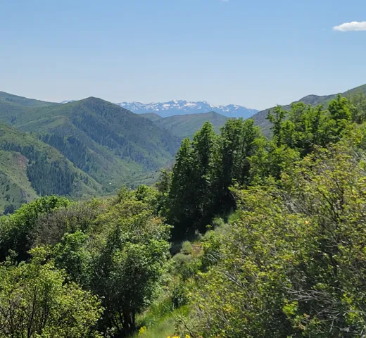 View of mountain background with a forest