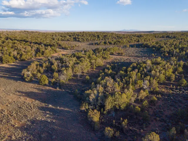 Drone / aerial view of a forest