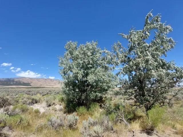 View of undeveloped land featuring a mountainous background