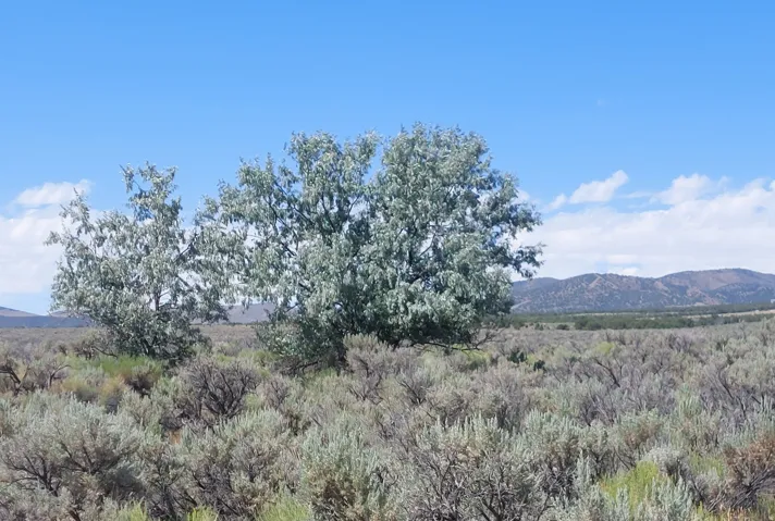 View of mountain backdrop
