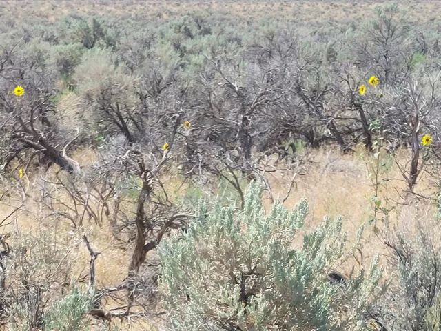 View of undeveloped land