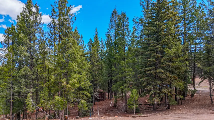 View of local wilderness