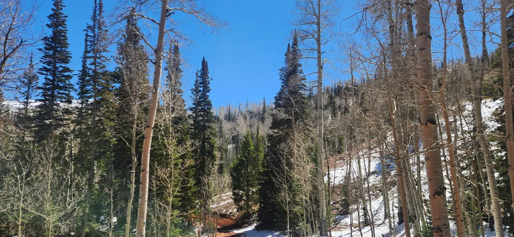 View of tree filled area