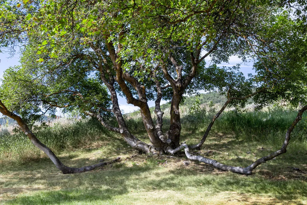 Mature tree featuring multiple trunks and broad leafy canopy