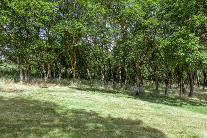 Expansive grassy area bordered by a dense grove of mature trees with lush green foliage and textured bark