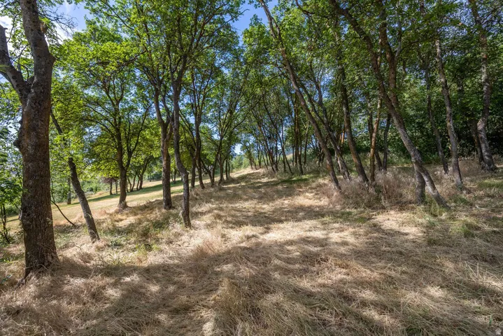 Natural wooded landscape featuring mature trees and sun-dappled grounds