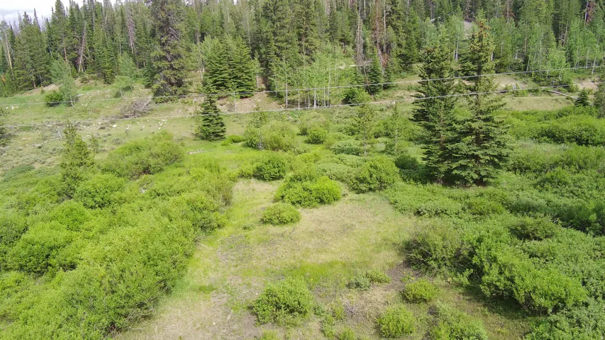 Aerial view of a forest