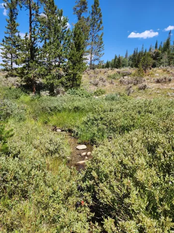 View of local wilderness
