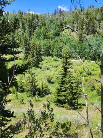 View of wooded area