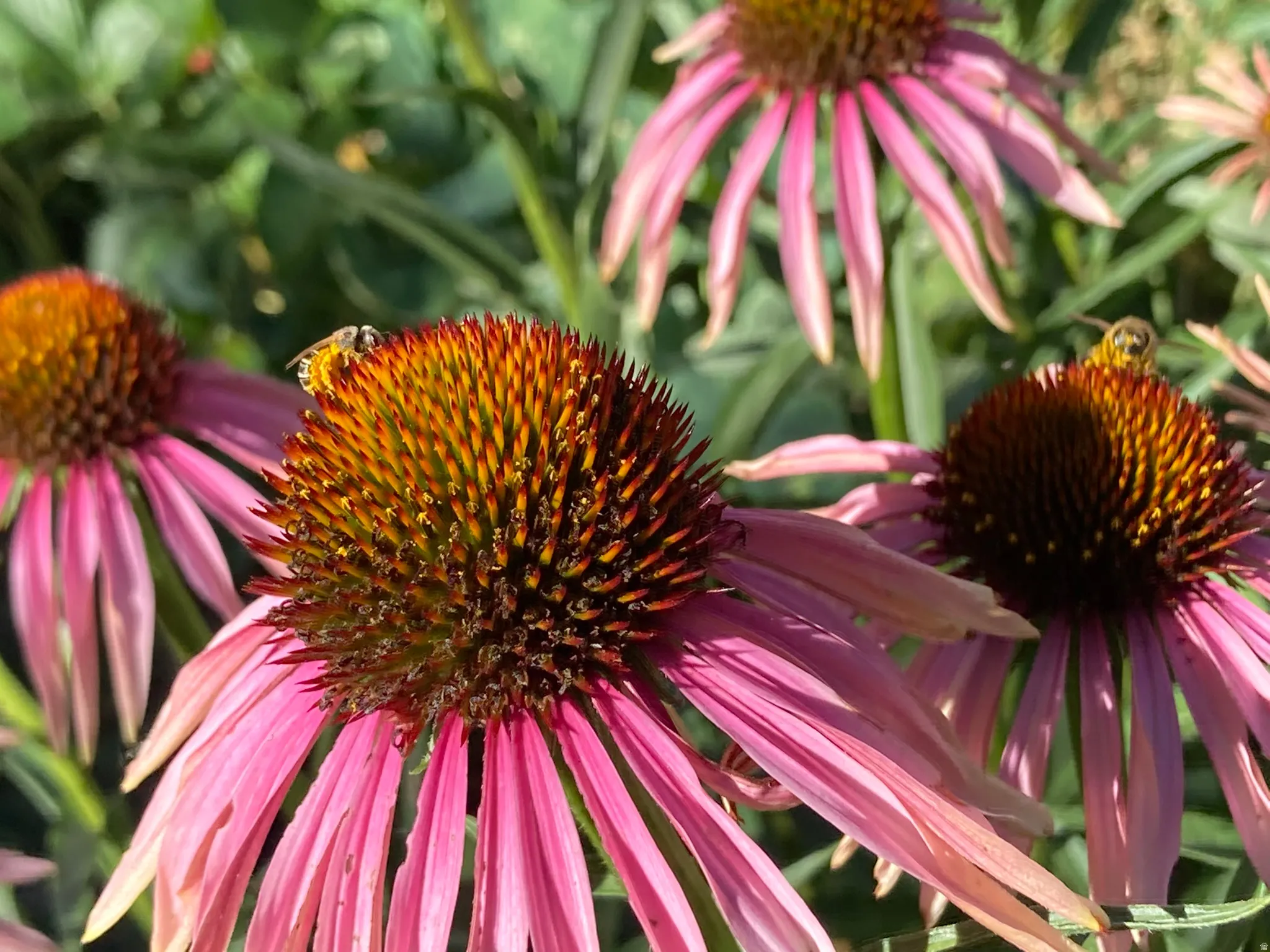 Sample of full bloom flowers-2025