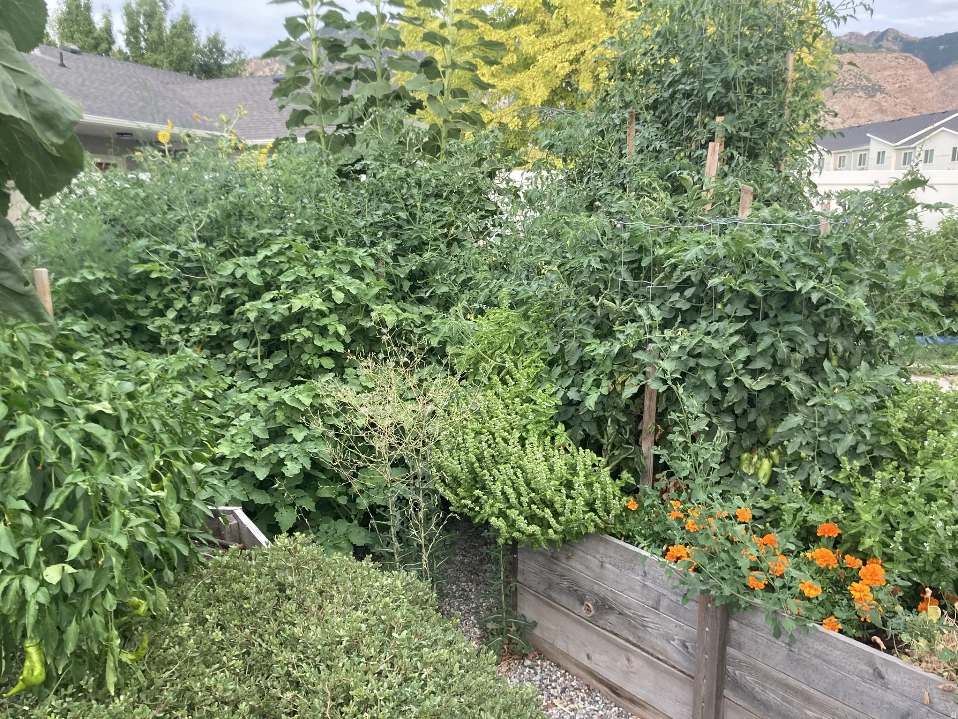 Garden and flowers in full bloom-2025