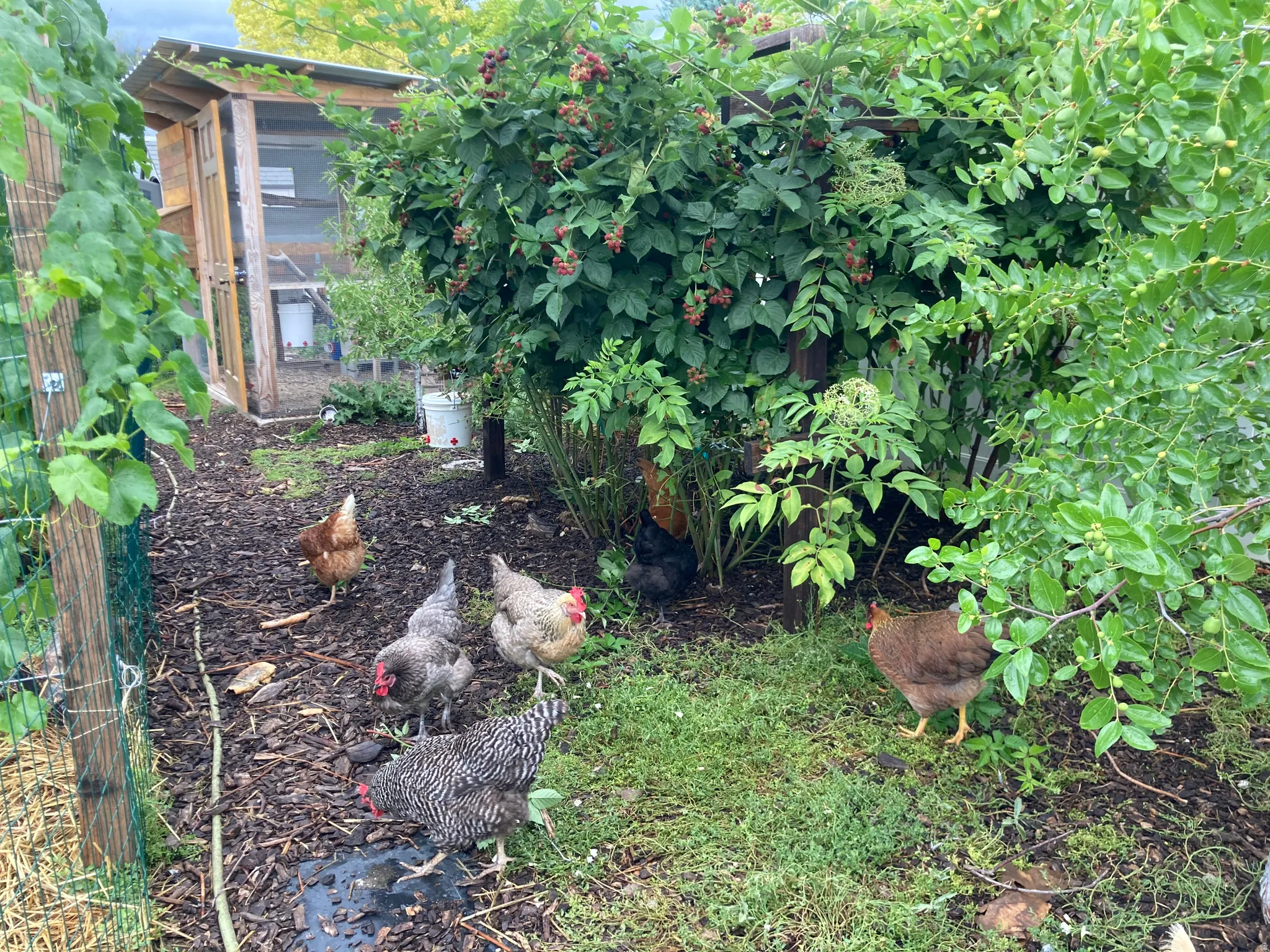 Chickens in the garden-2025