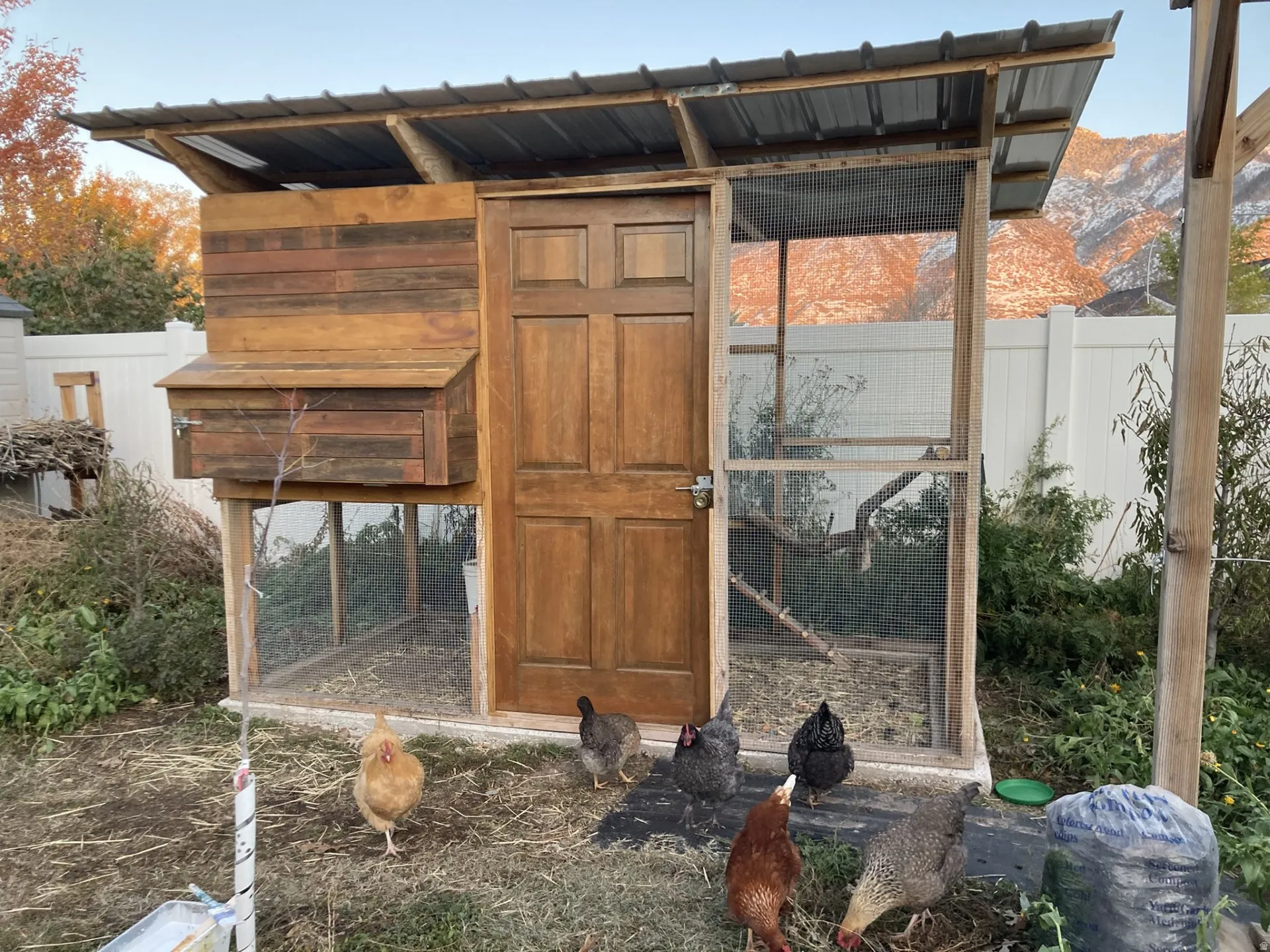 Custom built chicken coop featuring a mountain view in Autumn-2025