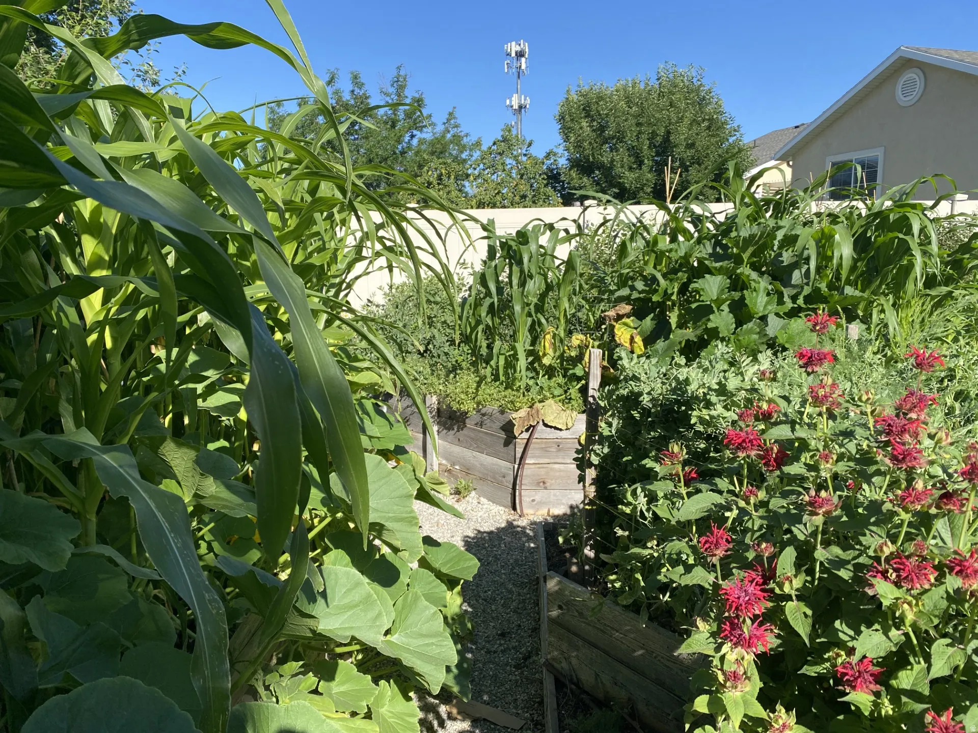 Garden, corn stalks and flowers in full bloom-2025