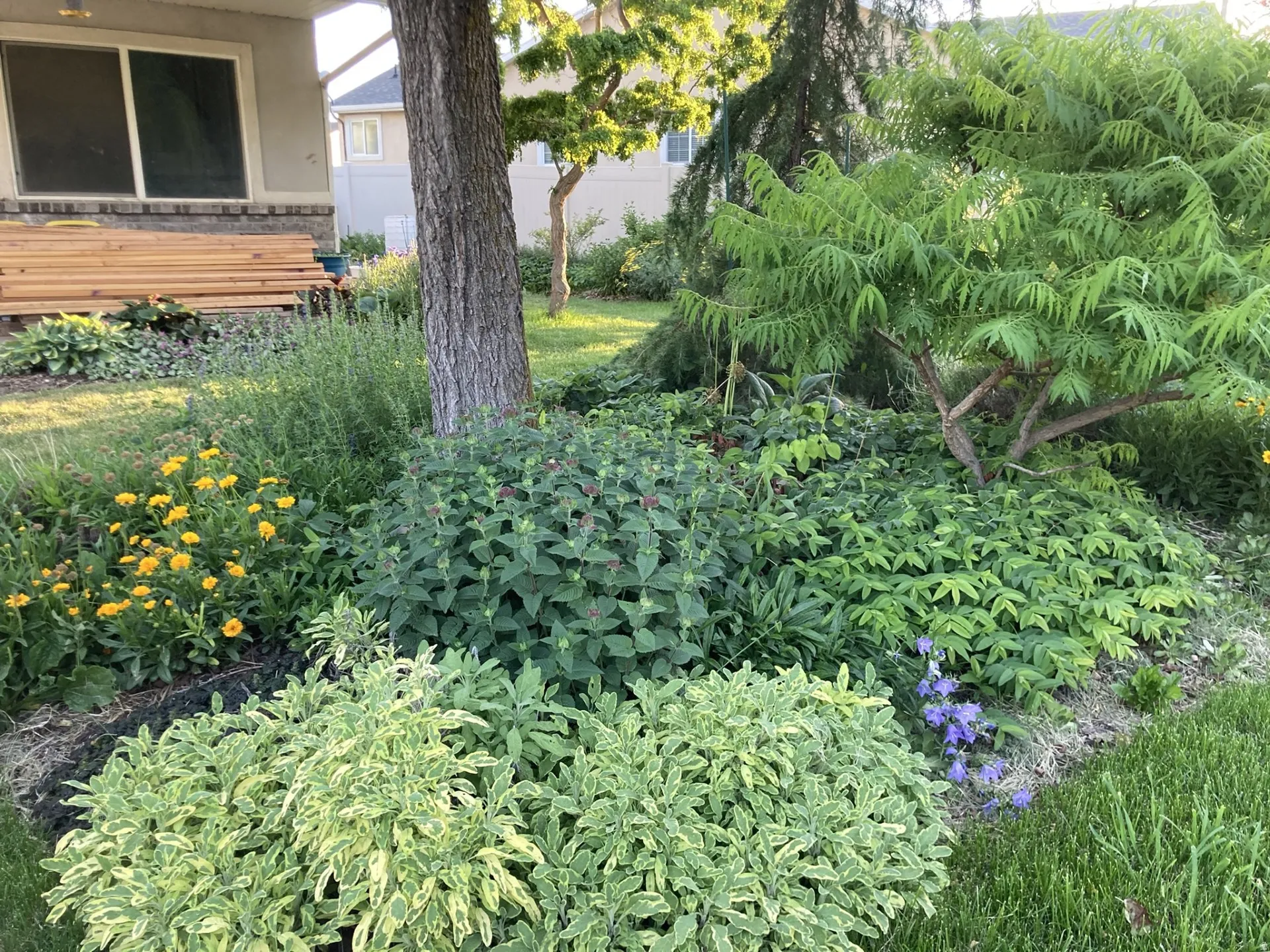 View of front yard in full bloom-2025