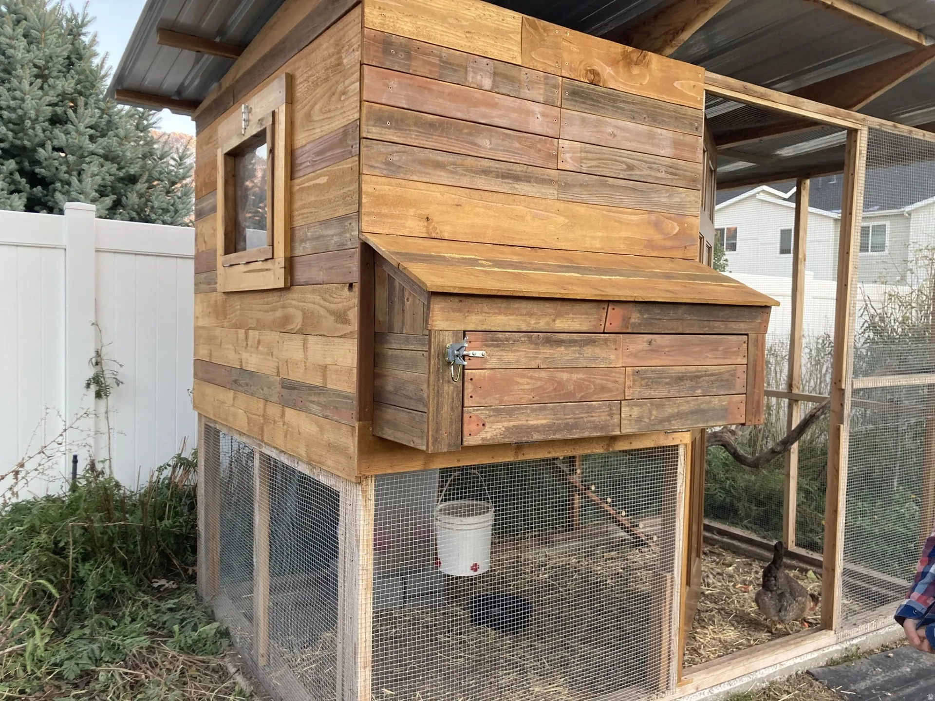 View of chicken coop-2025