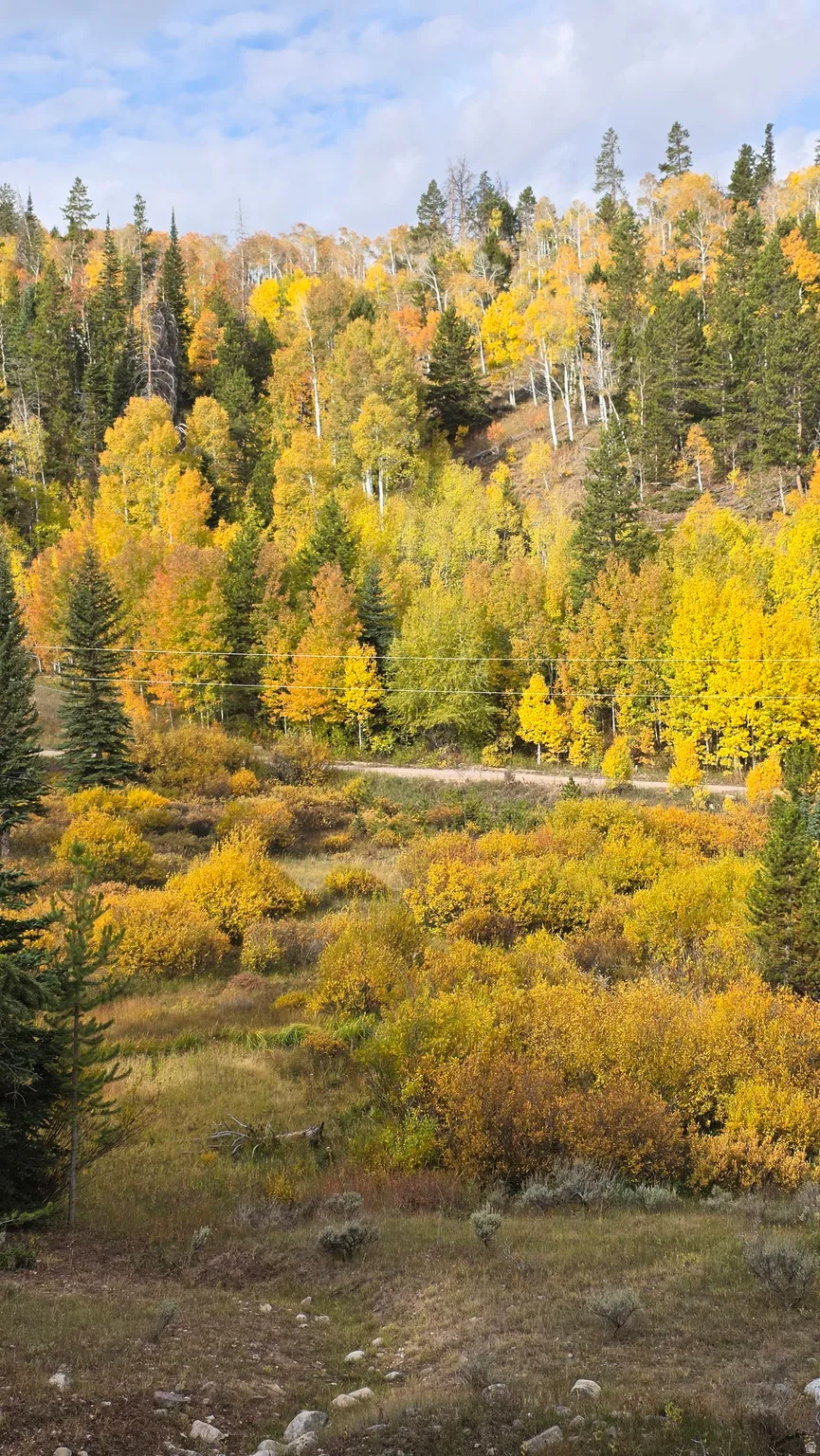View of yard with a forest view