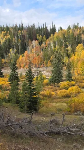 View of wooded area