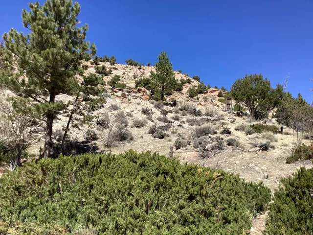 View of local wilderness