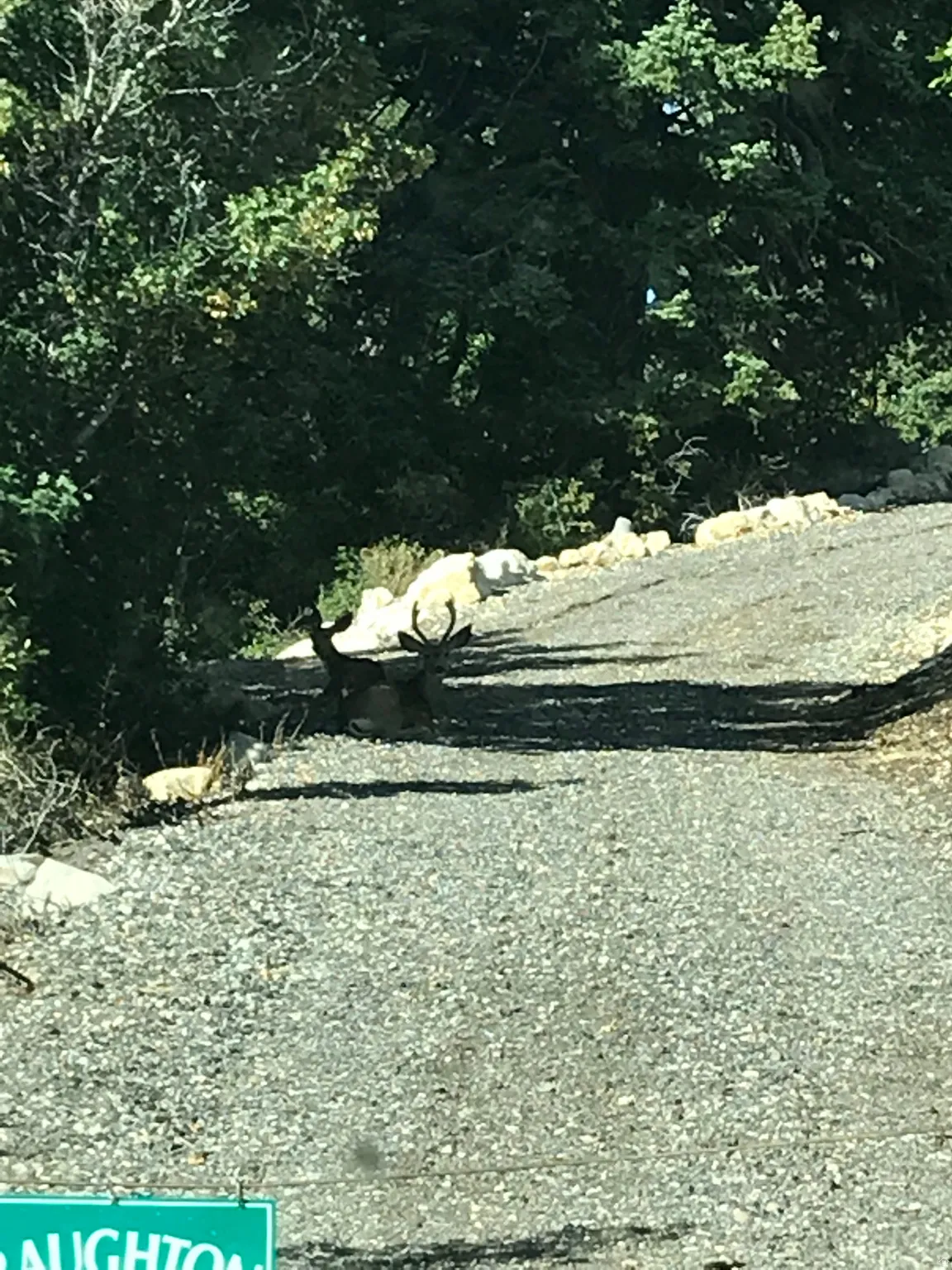 Wildlife for your neighbors.