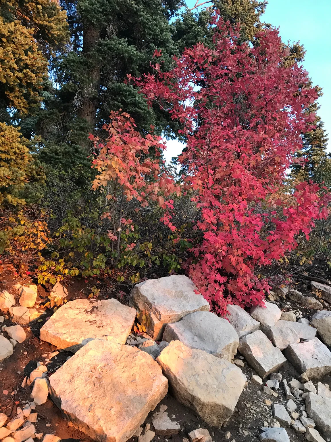 Fall colors