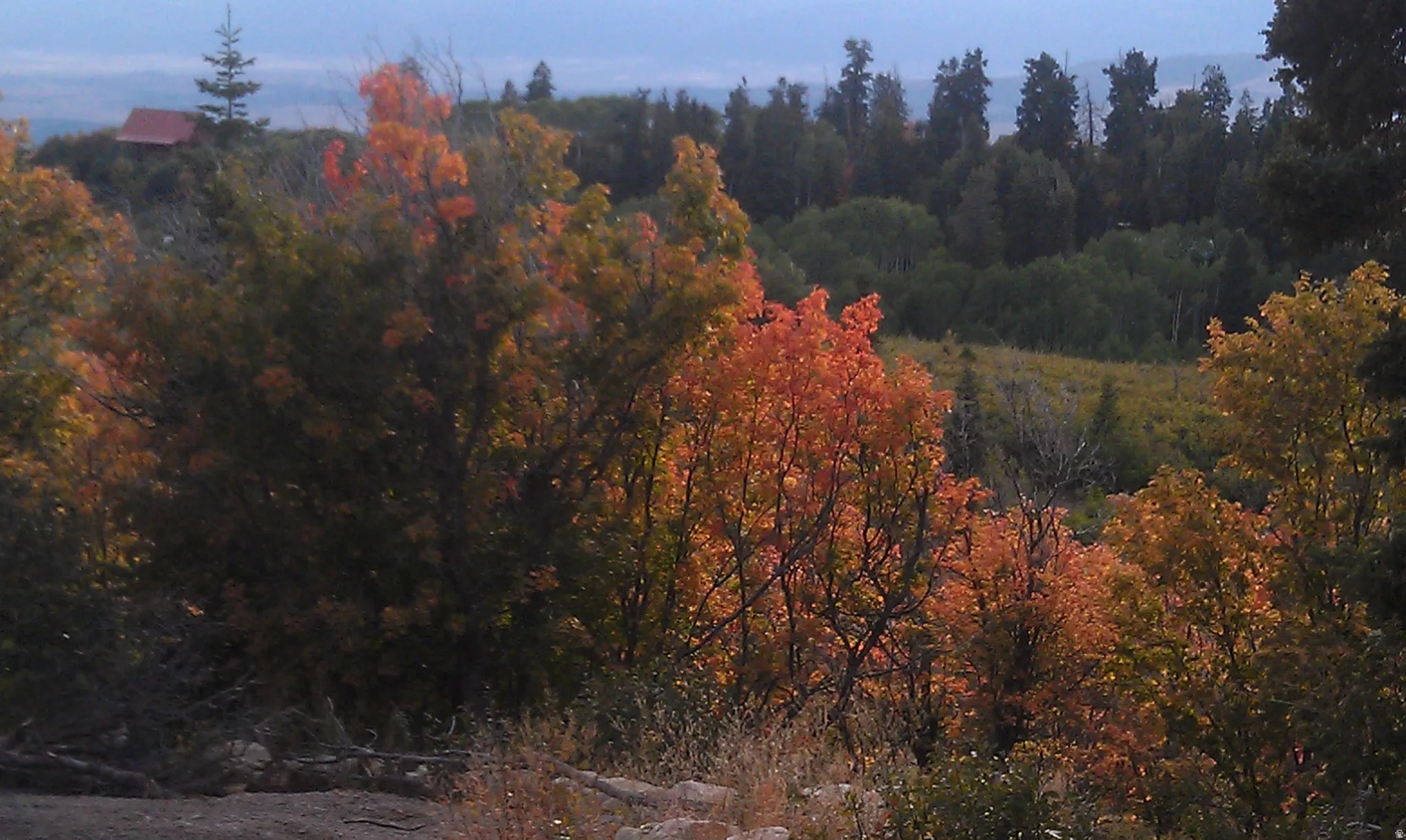 Mountain view with a forest