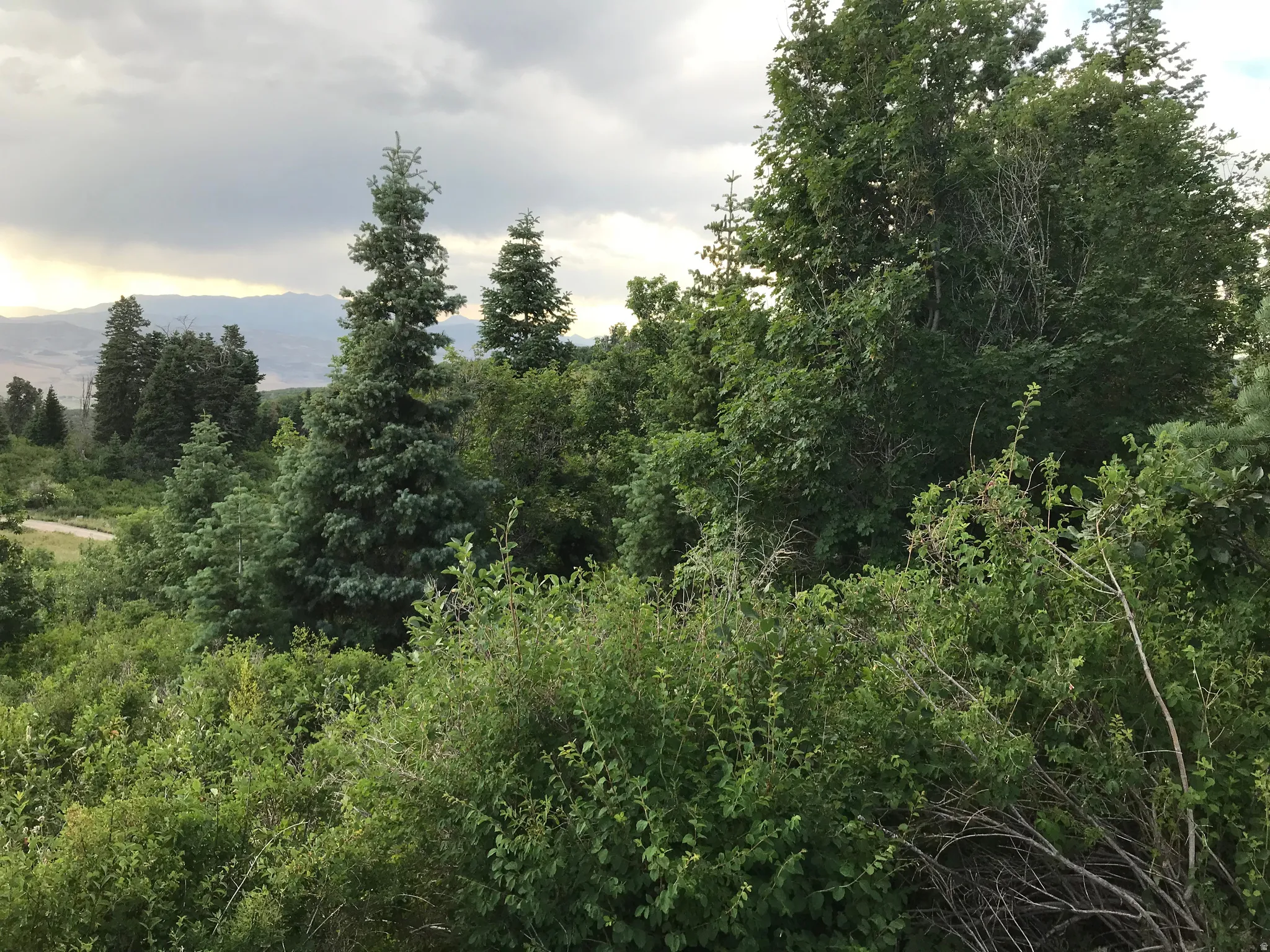 Pine trees