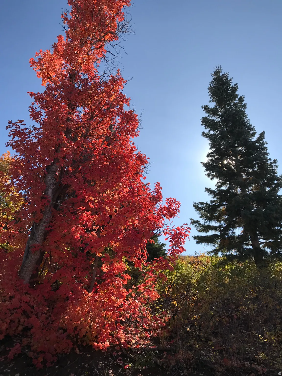 Fall Leaves