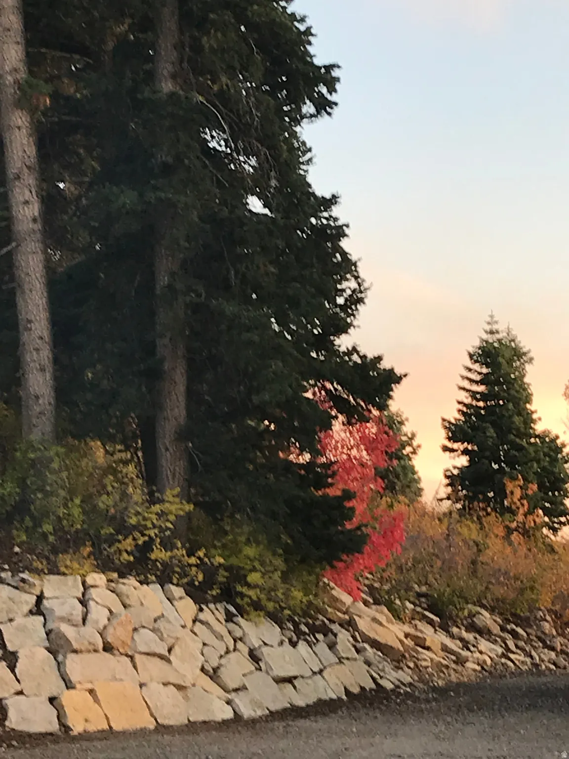 View of local wilderness
