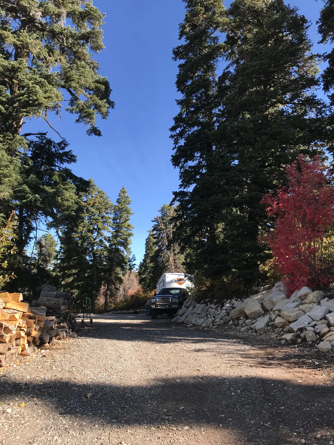 Large Pine trees