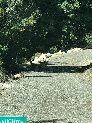Wildlife for your neighbors.